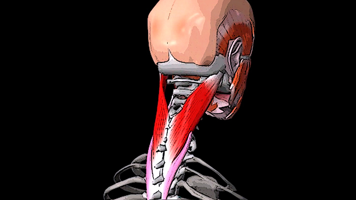 ÁÎËÈÒ ÃÎËÎÂÀ È ØÅß: ðåìåííàÿ ìûøöà ãîëîâû è øåè Çäîðîâüå, Ìåäèöèíà, Ìàññàæ, Àíàòîìèÿ, Âèäåî, Ãèôêà, Äëèííîïîñò