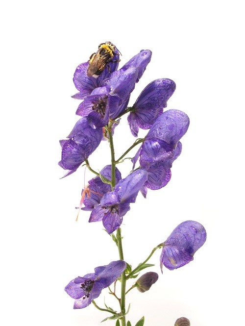 Аконит (борец)