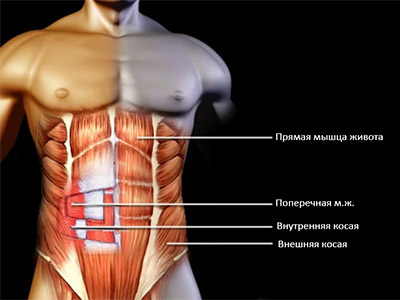 Анатомия мышц живота