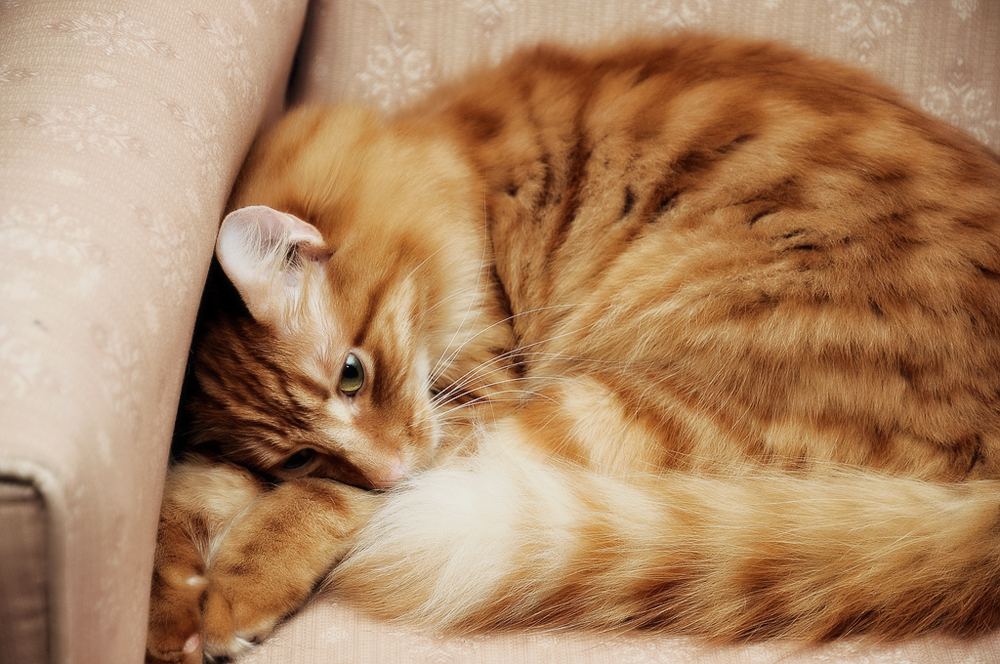 Если от бромокриптина болит голова