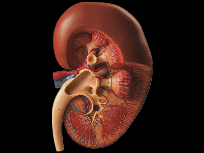 Как определить что болит: поясница или почки Как определить что болит: поясница или почки