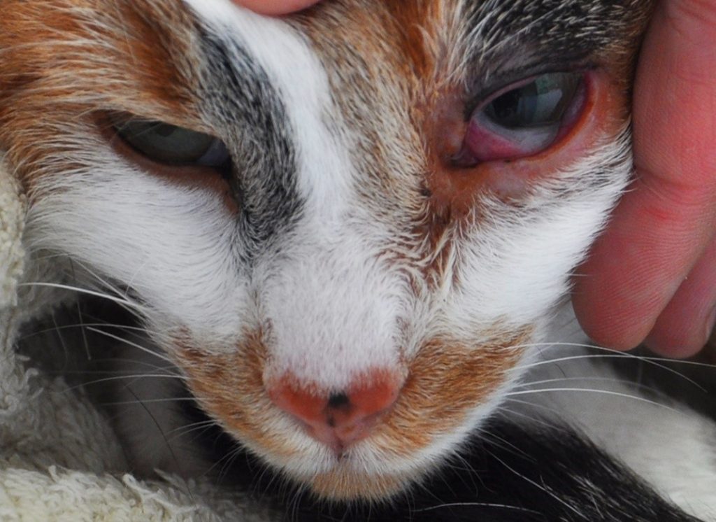 Больное животное