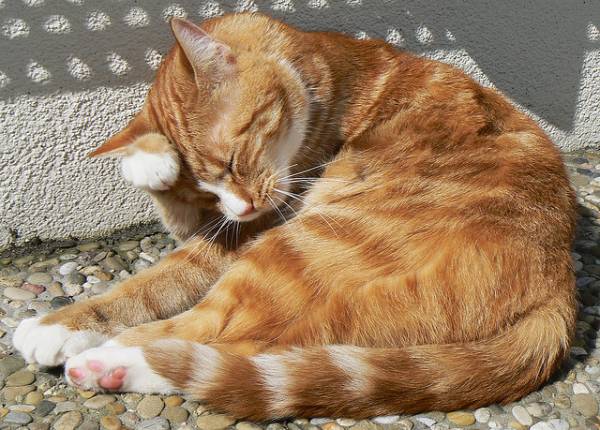 Что делать если у кота болит голова